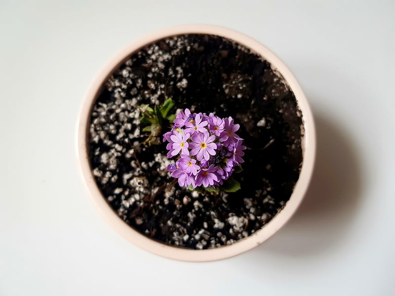 Upcycled planters